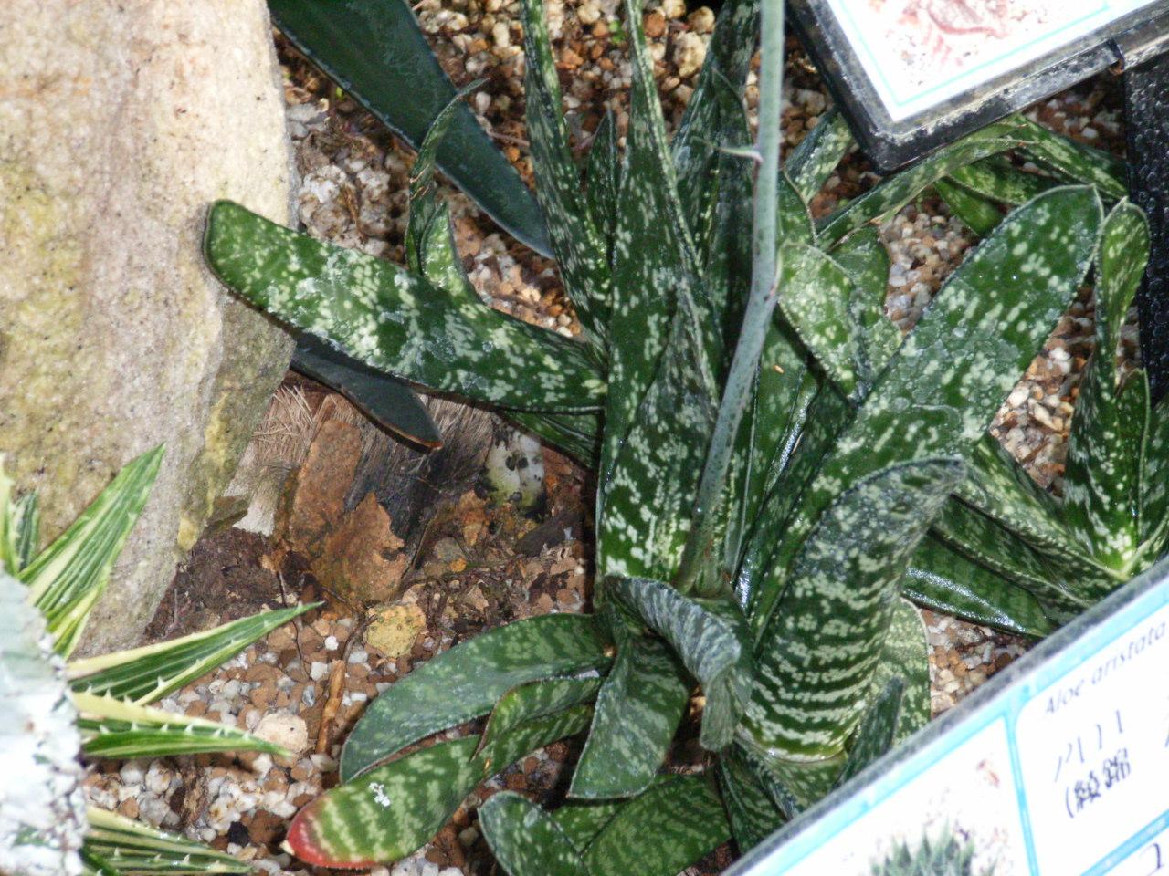 ガステリア　墨鉾錦　極上斑　墨鉾　斑入り ガステリア 墨鉾錦 極上斑 墨鉾 斑入り ガステリア 墨鉾錦 極上斑 墨